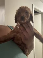 Milo, a male Poodle - Miniature  for sale in Marietta, GA – 1 of 2