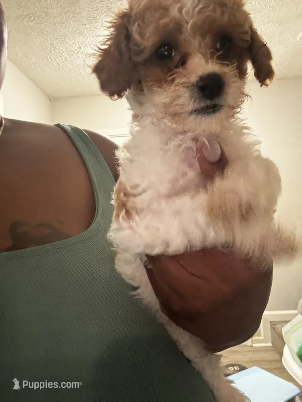 Mocha  – Poodle - Miniature  puppy for sale in Marietta, GA