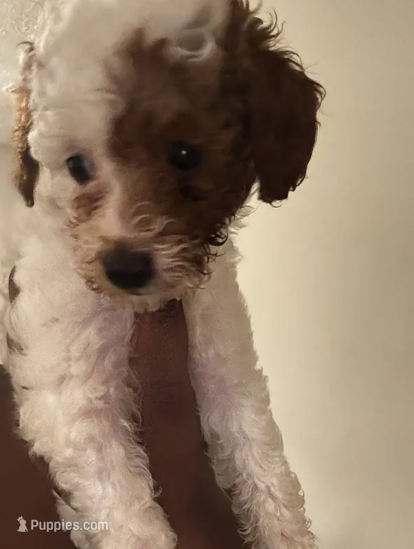 Oreo – Poodle - Miniature  puppy for sale in Marietta, GA