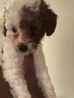 Oreo, a female Poodle - Miniature  for sale in Marietta, GA – 1 of 2