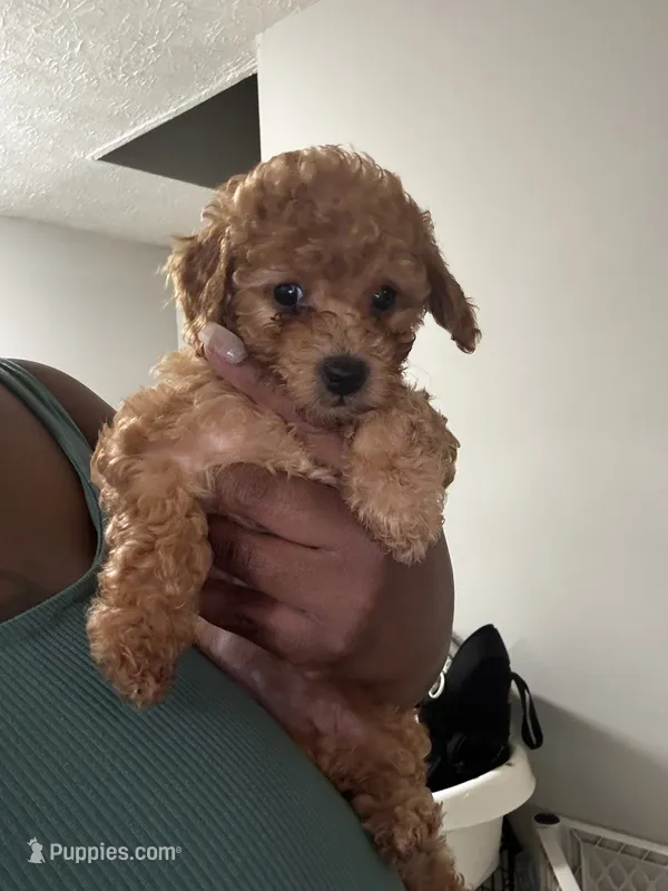 Honey – Poodle - Miniature  puppy for sale in Marietta, GA