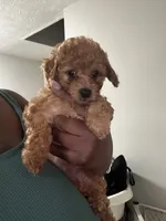Honey, a female Poodle - Miniature  for sale in Marietta, GA – 1 of 2