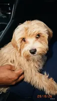 Zuko, a male Maltipoo for sale in Apex, NC – 4 of 5
