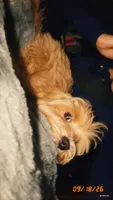 Zuko, a male Maltipoo for sale in Apex, NC – 2 of 5
