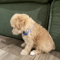 Koda , a male Poodle - Toy  for sale in Apex, NC – Photo 4 of 4