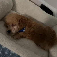 Koda , a male Poodle - Toy  for sale in Apex, NC – Photo 2 of 4