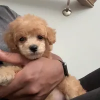 Koda , a male Poodle - Toy  for sale in Apex, NC – Photo 1 of 4