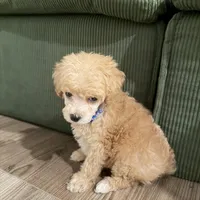 Koda , a male Poodle - Toy  for sale in Apex, NC – Photo 3 of 4