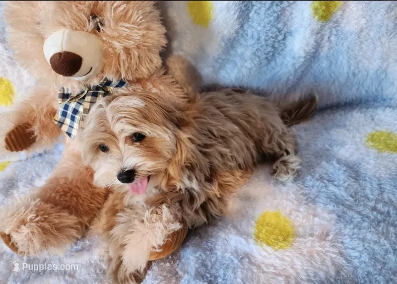 Zuko – Maltipoo puppy for sale in Apex, NC
