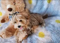 Zuko, a male Maltipoo for sale in Apex, NC – 1 of 5