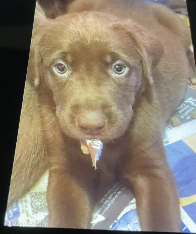 Harley – Labrador Retriever puppy for sale in Spokane, WA