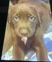 Harley, a female Labrador Retriever for sale in Spokane, WA – 1 of 1
