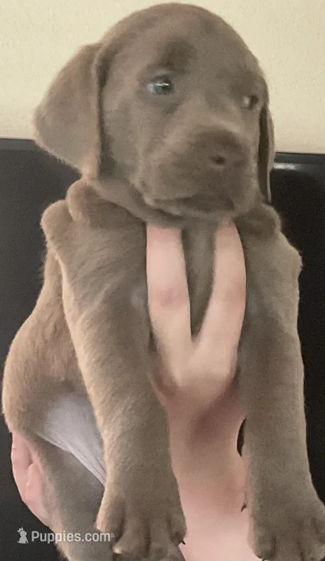 Marley – Labrador Retriever puppy for sale in Spokane, WA