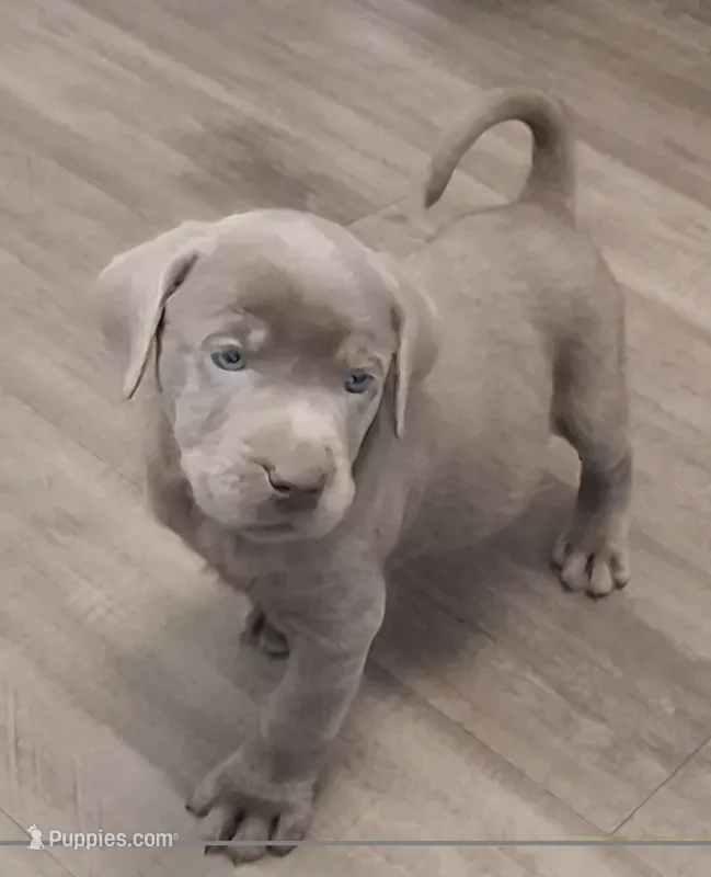 Theodore  – Labrador Retriever puppy for sale in Spokane, WA