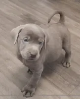 Theodore , a male Labrador Retriever for sale in Spokane, WA – 1 of 1