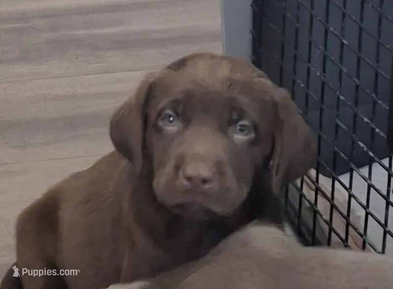 Booker – Labrador Retriever puppy for sale in Spokane, WA