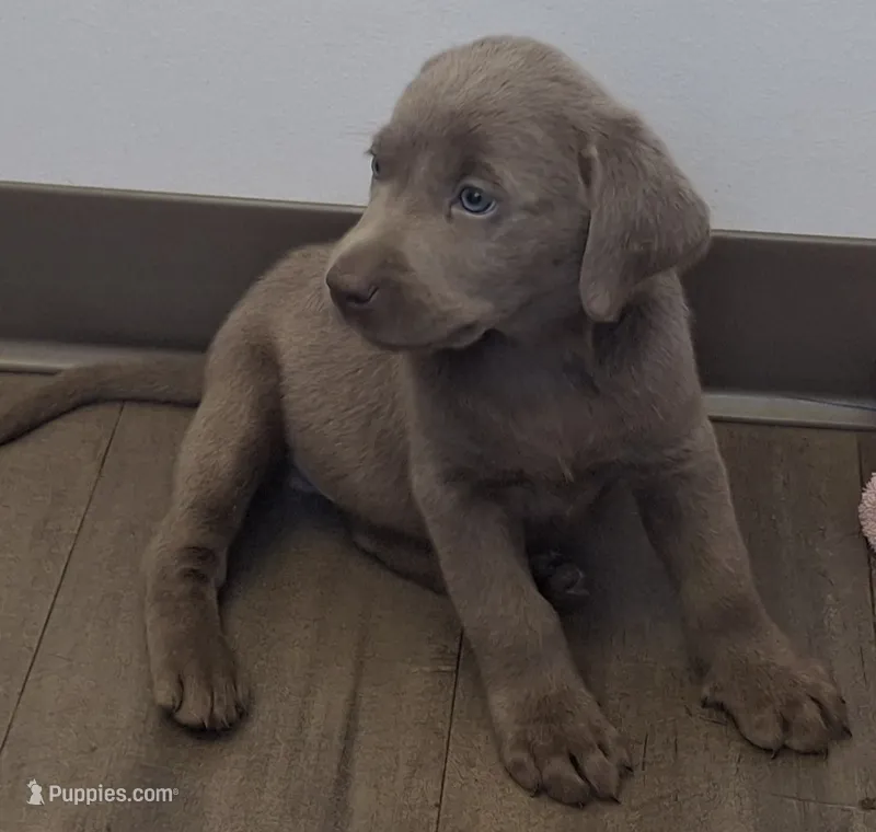 Marley – Labrador Retriever puppy for sale in Spokane, WA