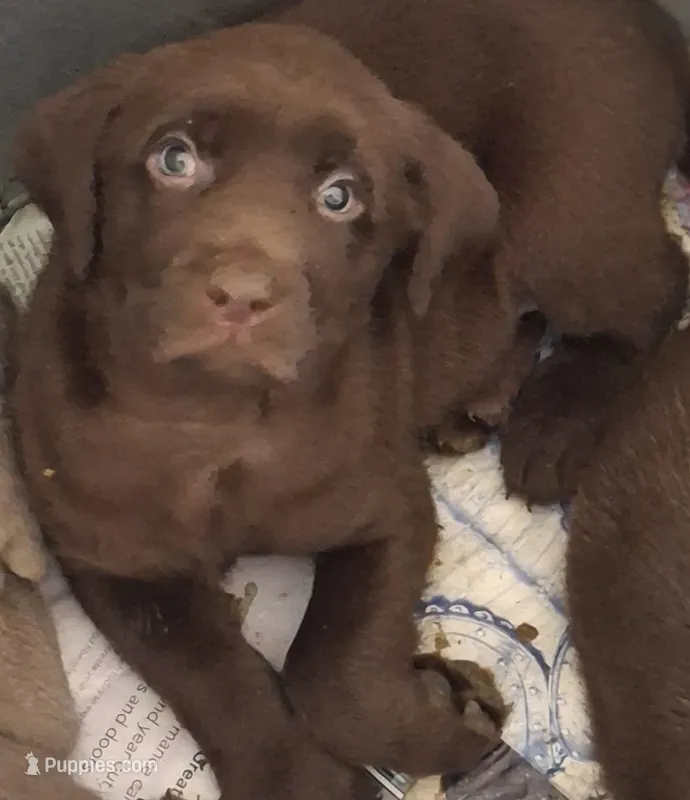 Harley – Labrador Retriever puppy for sale in Spokane, WA