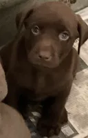 Maggie, a female Labrador Retriever for sale in Spokane, WA – 1 of 1