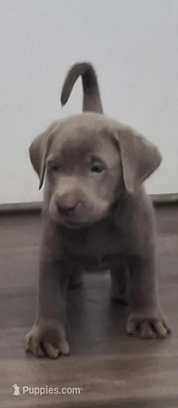 River – Labrador Retriever puppy for sale in Spokane, WA