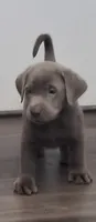 River, a female Labrador Retriever for sale in Spokane, WA – 1 of 1