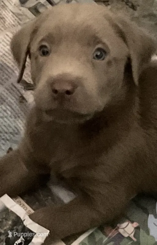 Chewy – Labrador Retriever puppy for sale in Spokane, WA