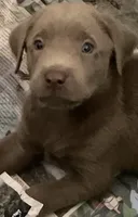 Chewy, a male Labrador Retriever for sale in Spokane, WA – 1 of 1