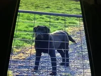 Harley, a female Labrador Retriever for sale in Spokane, WA – Photo 2 of 2