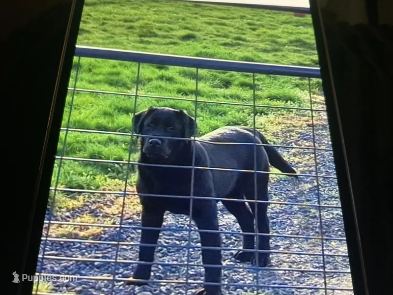 Harley – Labrador Retriever puppy for sale in Spokane, WA