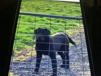 Harley, a female Labrador Retriever for sale in Spokane, WA – Photo 1 of 2