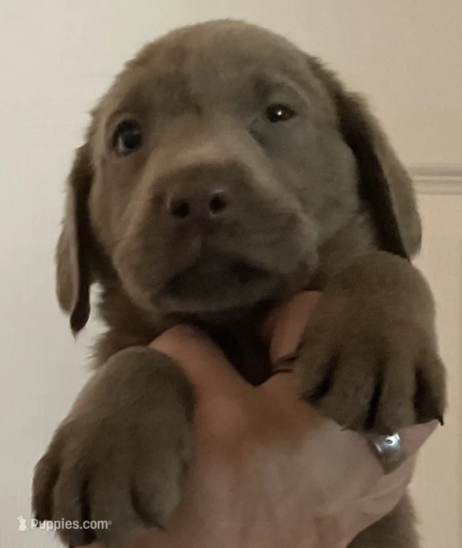 Stanley – Labrador Retriever puppy for sale in Spokane, WA