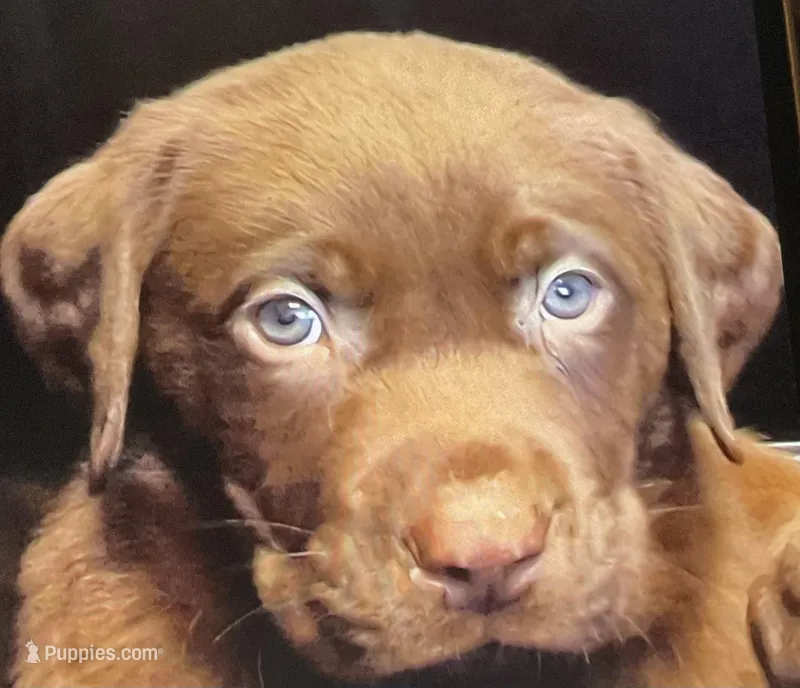 Eve, a female Labrador Retriever for sale in Spokane, WA – Photo 1 of 1
