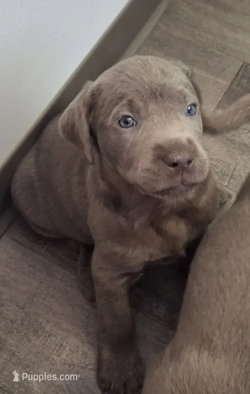 Willow – Labrador Retriever puppy for sale in Spokane, WA