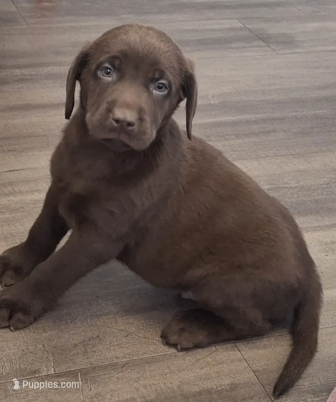 Boomer – Labrador Retriever puppy for sale in Spokane, WA