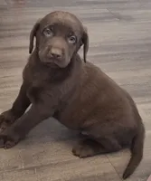 Boomer, a male Labrador Retriever for sale in Spokane, WA – 1 of 1