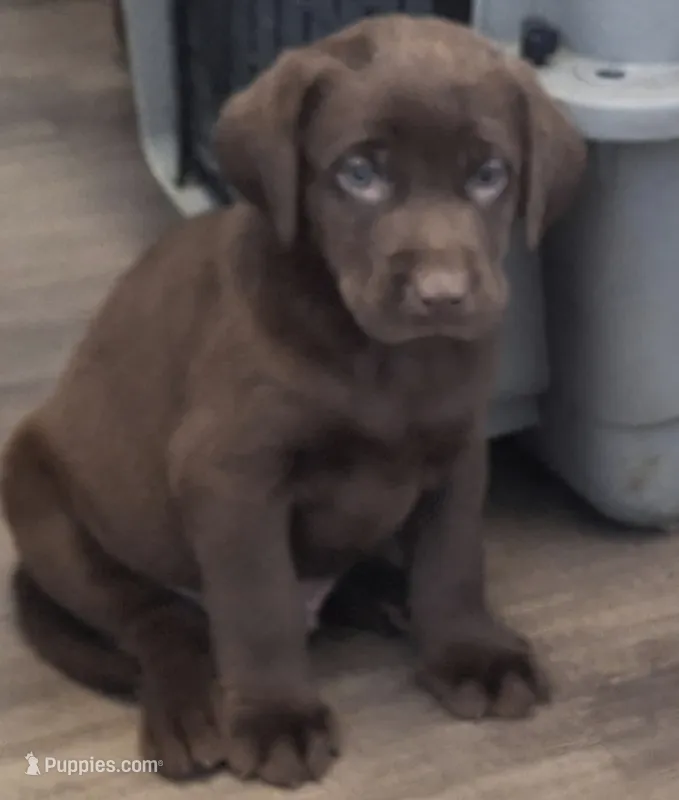 Milo – Labrador Retriever puppy for sale in Spokane, WA