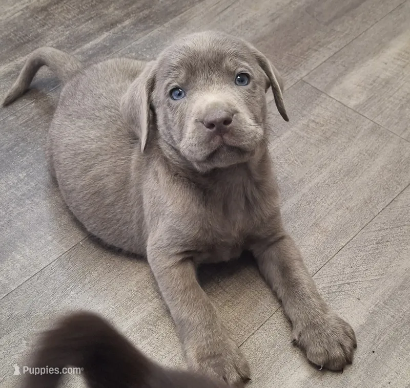 Chewy – Labrador Retriever puppy for sale in Spokane, WA