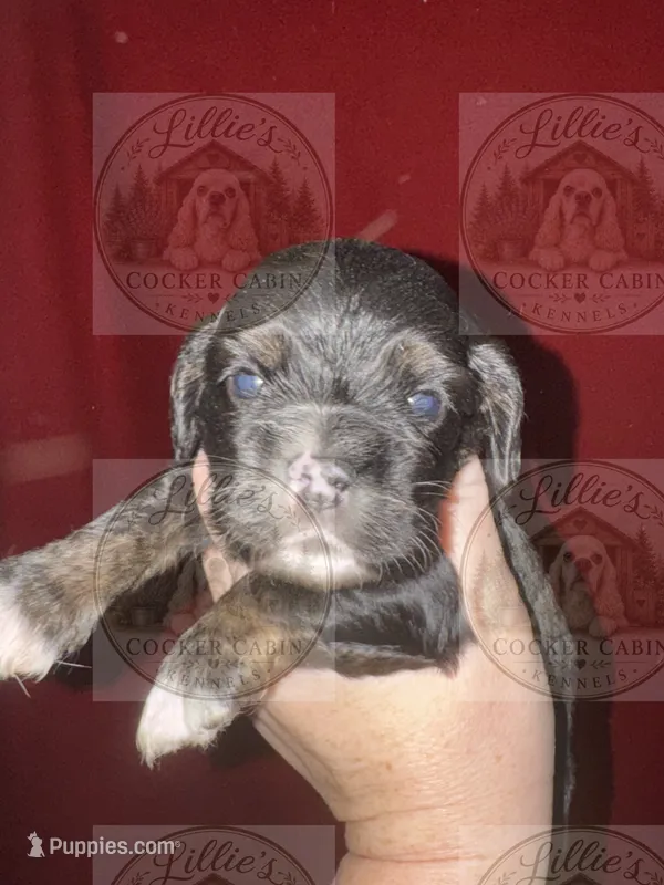 Blue collar CKC – Cocker Spaniel puppy for sale in Byram, MS