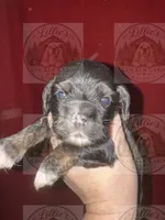 Blue collar CKC, a male Cocker Spaniel for sale in Byram, MS – 1 of 7