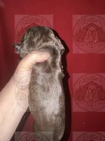 White collar CKC, a male Cocker Spaniel for sale in Byram, MS – 4 of 8
