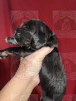 Orange Collar CKC, a male Cocker Spaniel for sale in Byram, MS – 2 of 7