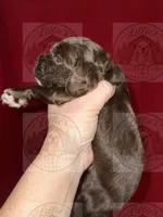 Green collar CKC, a male Cocker Spaniel for sale in Byram, MS – 3 of 7