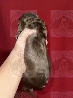 Green collar CKC, a male Cocker Spaniel for sale in Byram, MS – 2 of 7