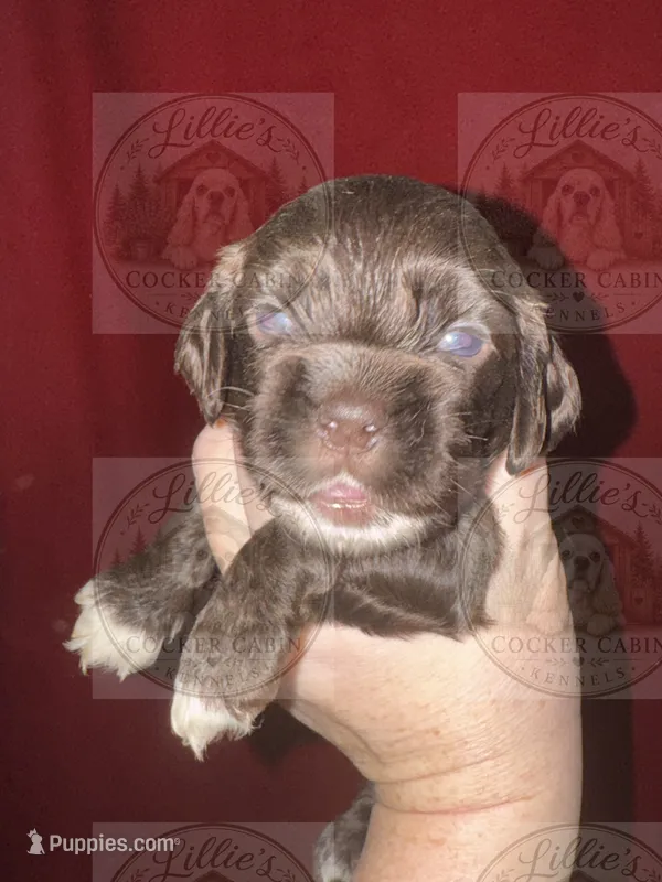 White collar CKC – Cocker Spaniel puppy for sale in Byram, MS