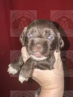 White collar CKC, a male Cocker Spaniel for sale in Byram, MS – 1 of 8