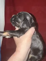 Red collar CKC, a male Cocker Spaniel for sale in Byram, MS – 2 of 7