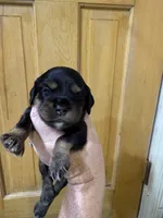 Bart, a male Cocker Spaniel for sale in Byram, MS – Photo 7 of 7