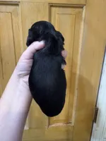 Bart, a male Cocker Spaniel for sale in Byram, MS – Photo 6 of 7