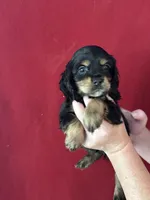 Bart, a male Cocker Spaniel for sale in Byram, MS – Photo 1 of 7