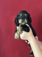 Bart, a male Cocker Spaniel for sale in Byram, MS – Photo 2 of 7
